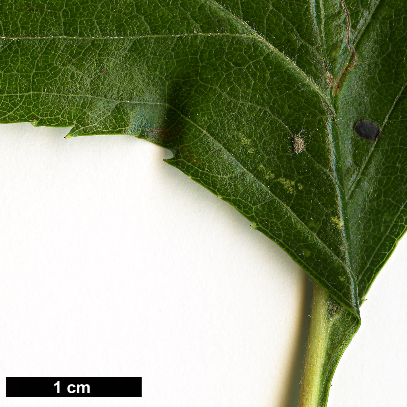 High resolution image: Family: Rosaceae - Genus: Crataegus - Taxon: pinnatifida - SpeciesSub: var. major High resolution image: Family: Rosaceae - Genus: Crataegus - Taxon: pinnatifida - SpeciesSub: var. major